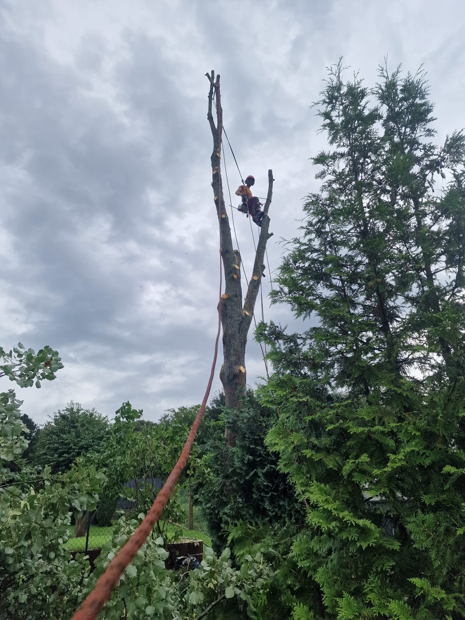 Baumpfleger bei der Arbeit